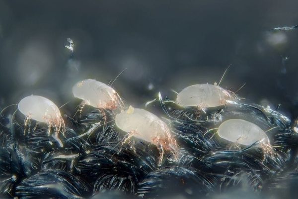 800px-House_dust_mites_5247996458